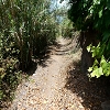 Plants: image 131 Of 208 Thumb